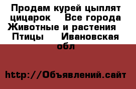 Продам курей цыплят,цицарок. - Все города Животные и растения » Птицы   . Ивановская обл.